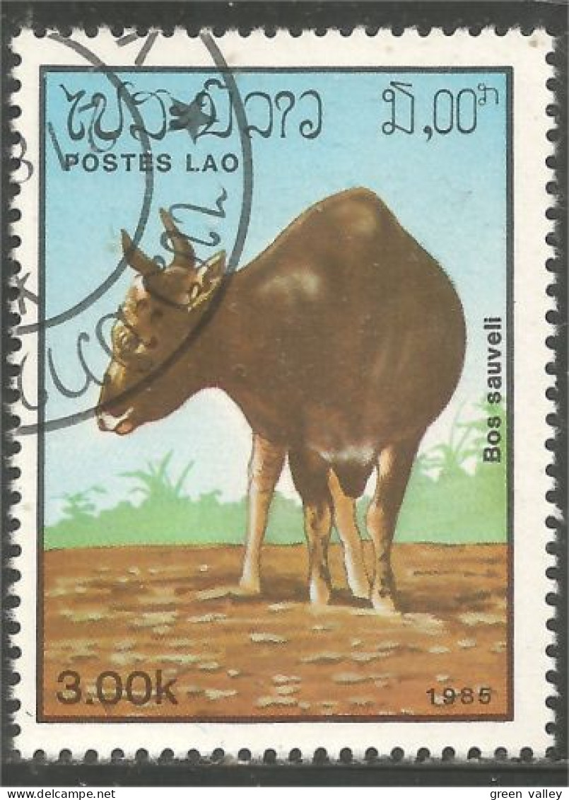 AF-137 Laos Elevage Buffle Buffalo - Landbouw