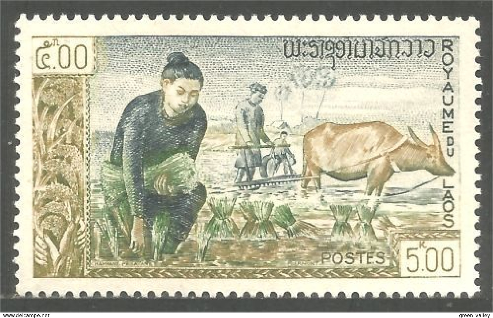 AF-130 Laos Riz Rice Reis Buffle Buffalo - Agriculture