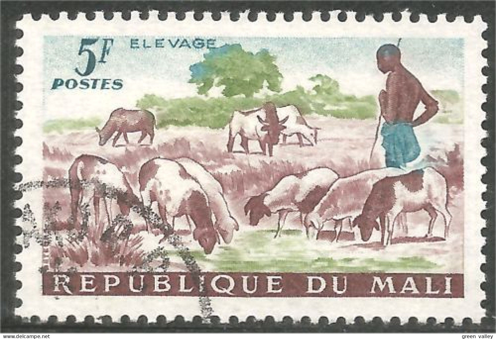 AF-116 Mali Elevage Mouton Schapen Pecora Oveja Sheep Rammen Ariete - Food