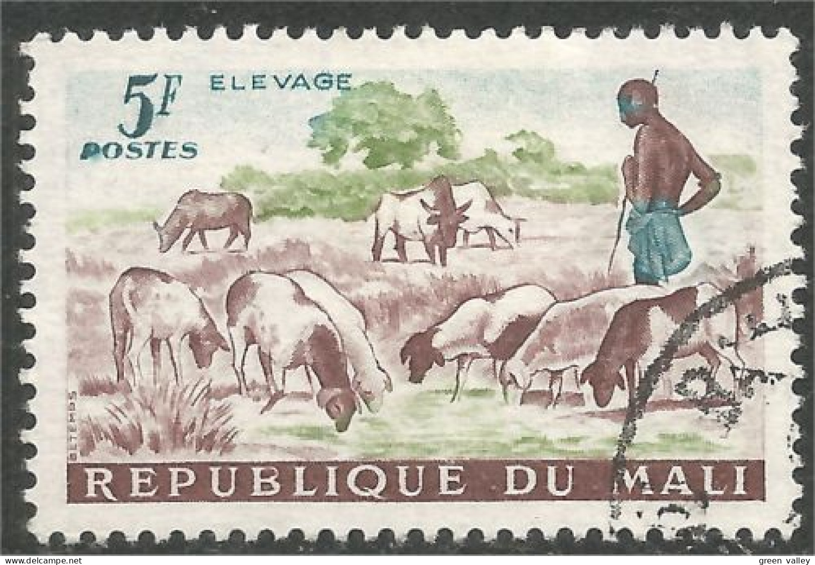 AF-115 Mali Elevage Mouton Schapen Pecora Oveja Sheep Rammen Ariete - Agricultura