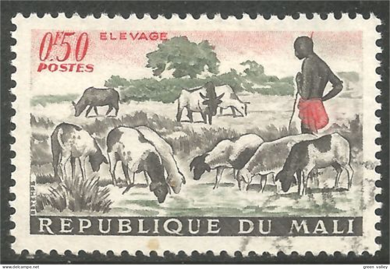 AF-112 Mali Elevage Mouton Schapen Pecora Oveja Sheep Rammen Ariete - Ernährung