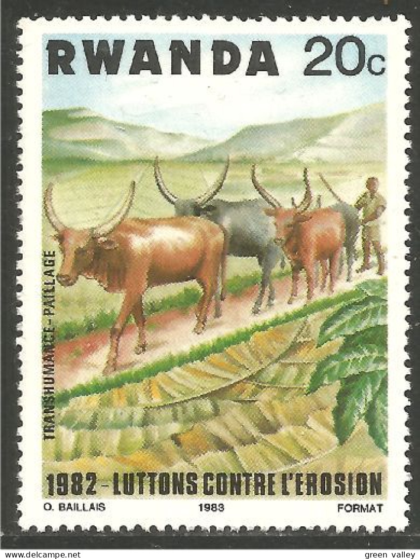 AF-66 Rwanda Vache Cow Kuh Koe Mucca Vacca Vaca - Koeien