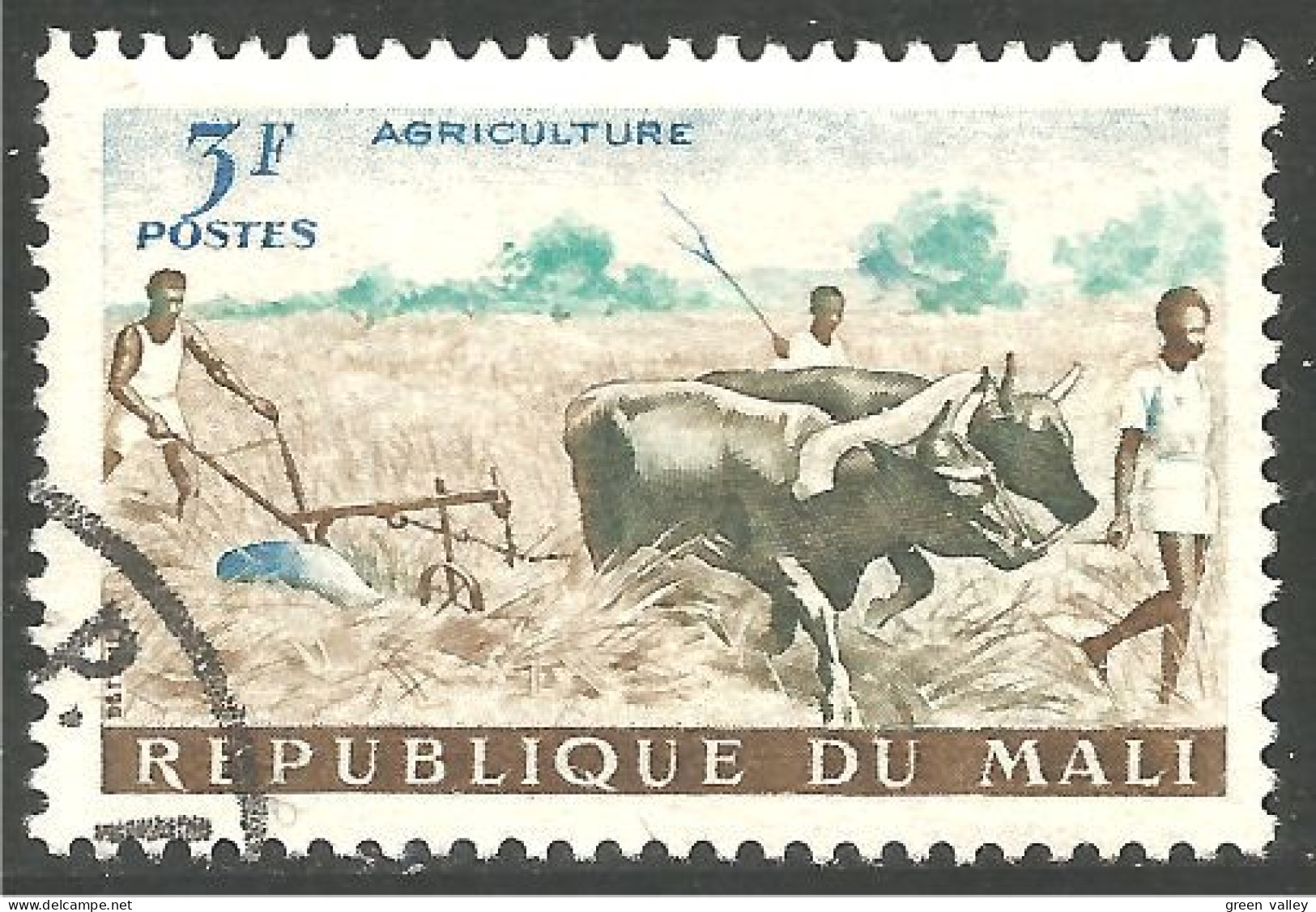 AF-61 Mali Agriculture Boeuf Ox Labour Plowing - Agricultura
