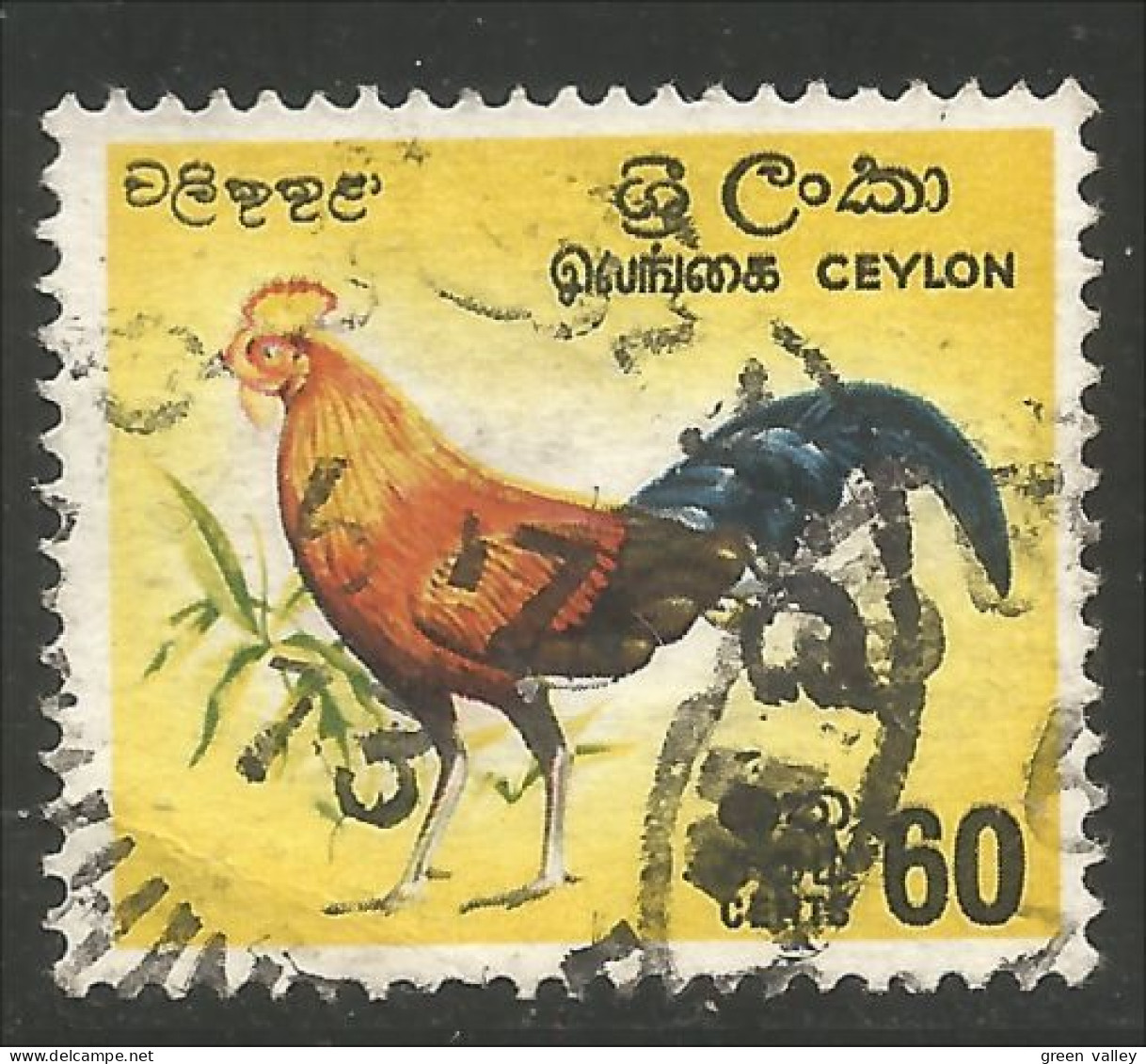 AF-23 Ceylan Coq Rooster Hahn Haan Gallo - Galline & Gallinaceo