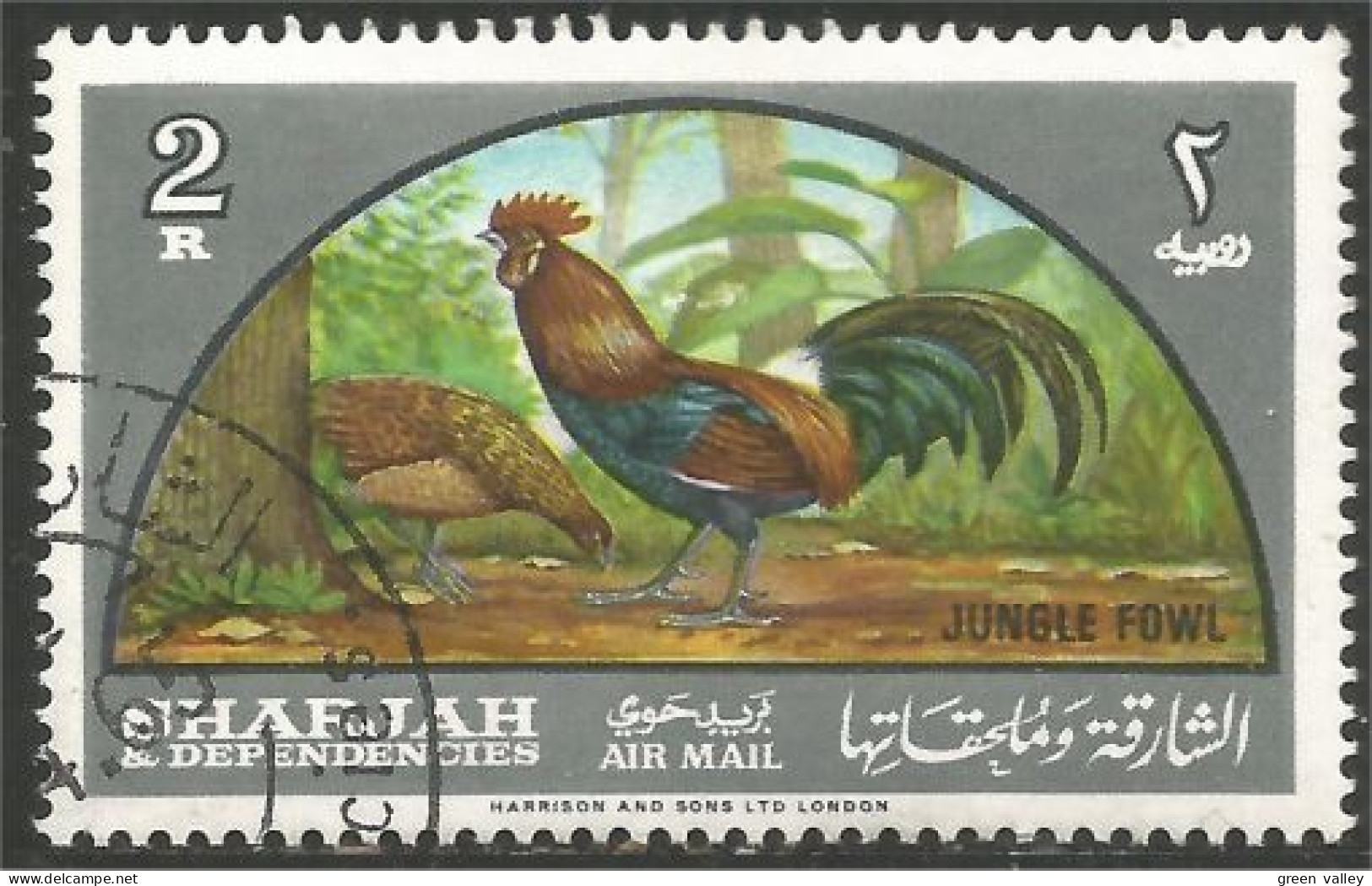 AF-16 Sharjah Coq Rooster Hahn Haan Gallo - Galline & Gallinaceo