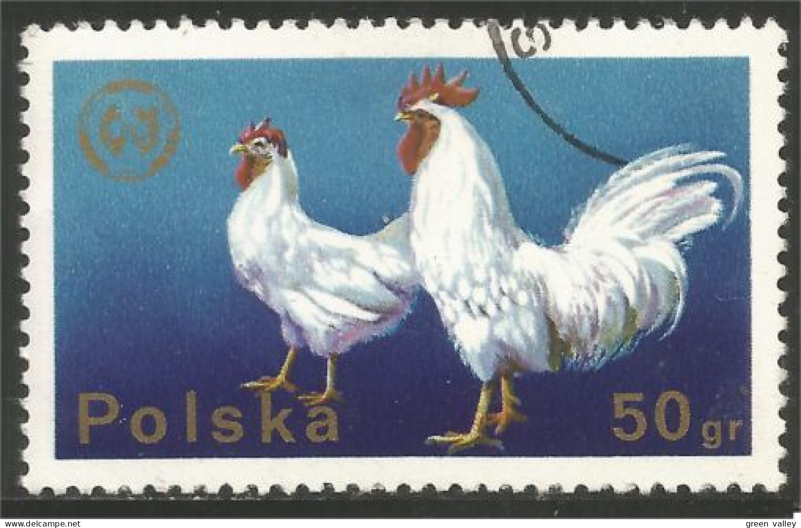 AF-12 Poland Coq Rooster Hahn Haan Gallo Poule Hen Huhn - Galline & Gallinaceo