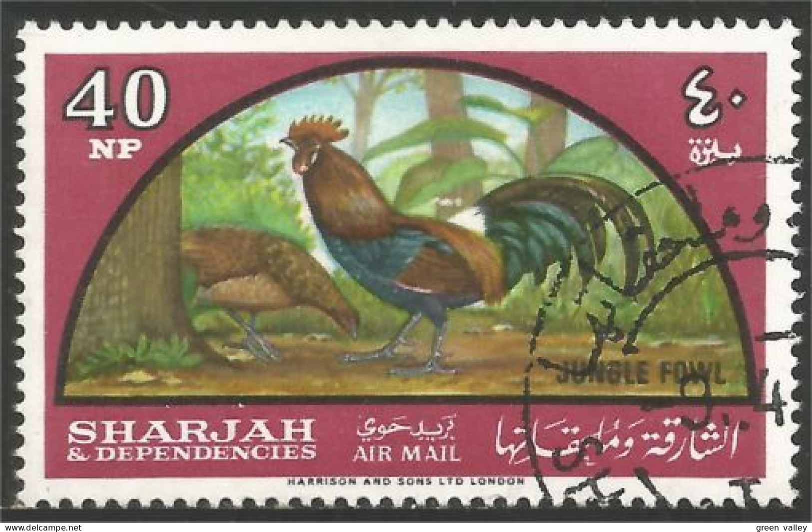 AF-15 Sharjah Coq Rooster Hahn Haan Gallo - Galline & Gallinaceo