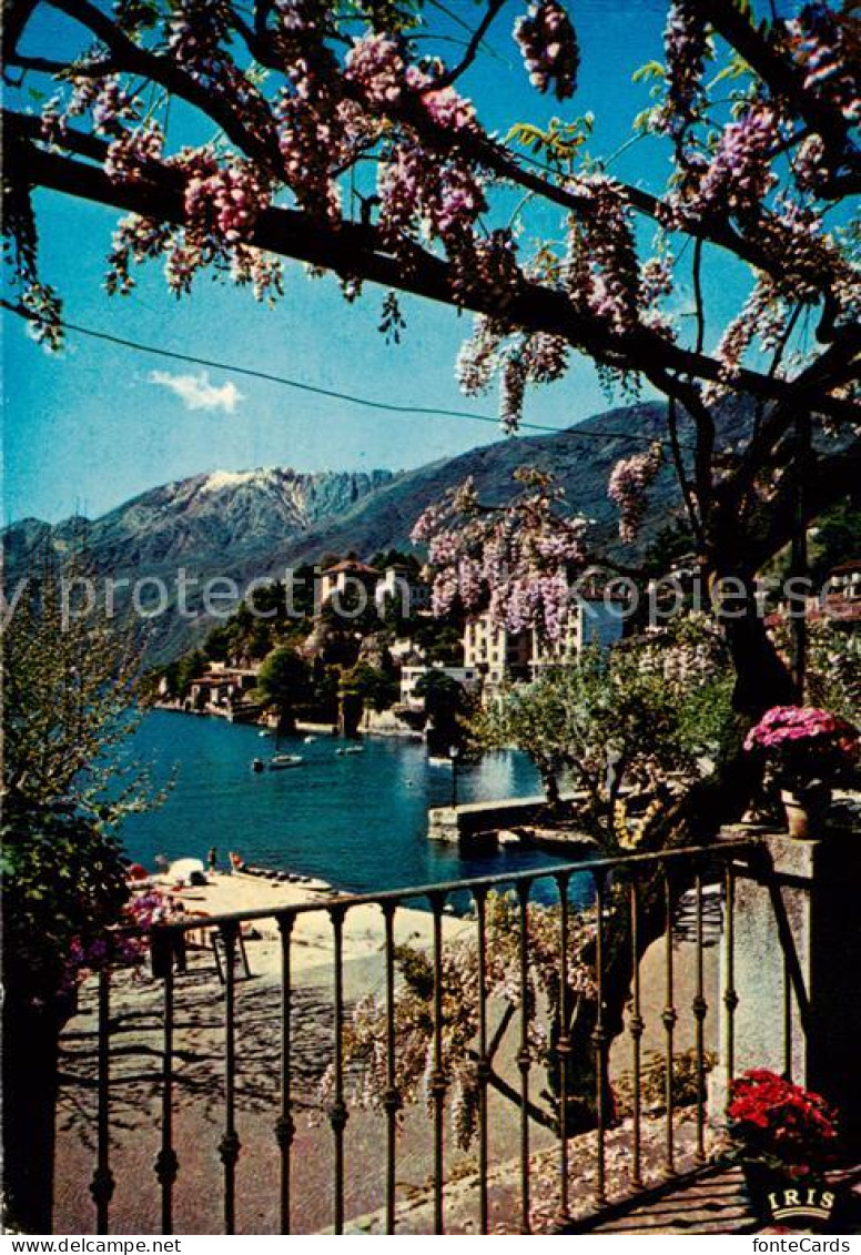 13843537 Ascona Lago Maggiore TI Collina S Michele  - Autres & Non Classés