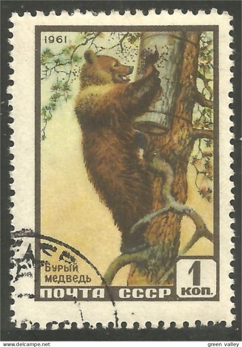 AS-126 Russie Bar Ours Bear Orso Suportar Soportar Oso - Ours