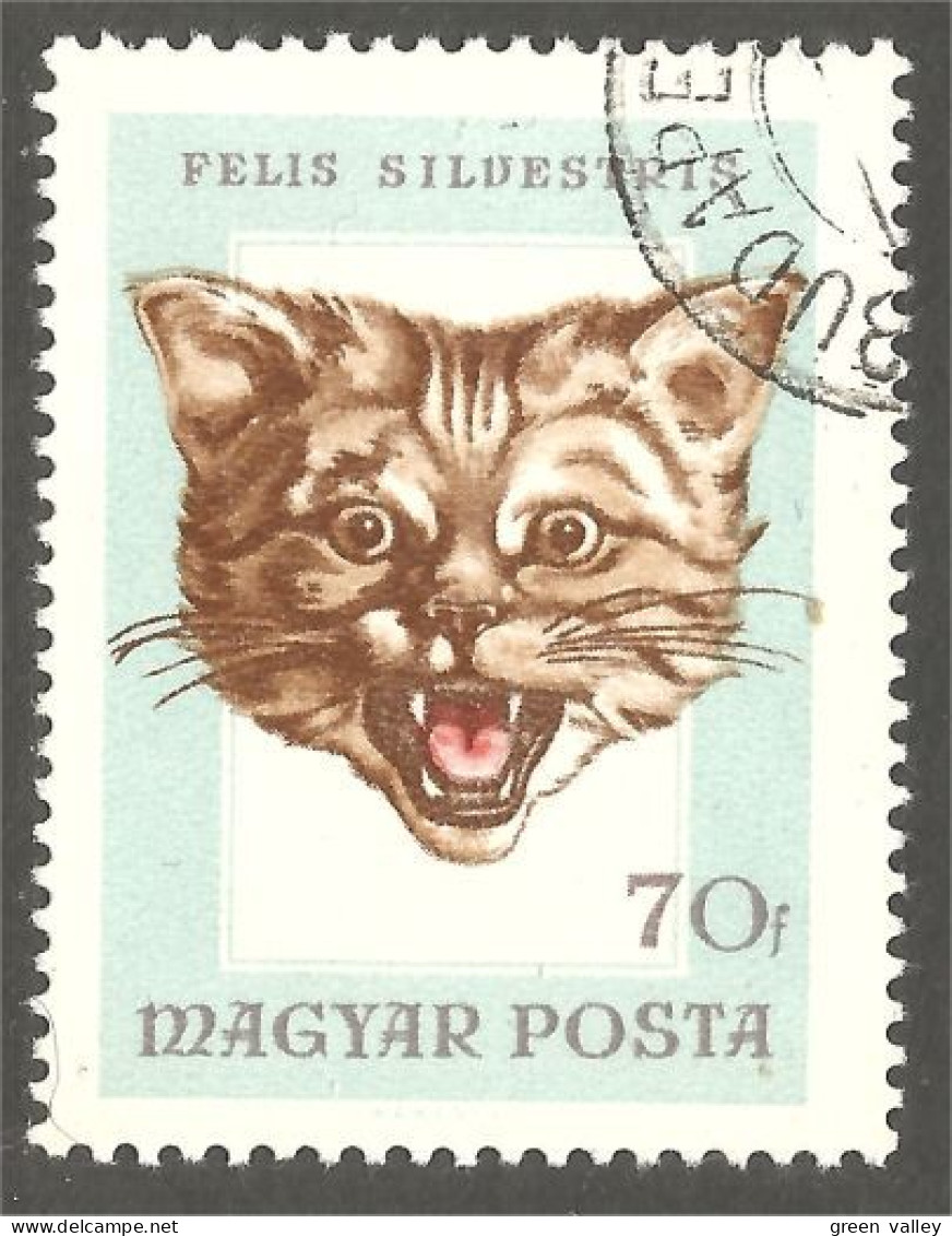 AS-34 Hongrie Chat Sauvage Wild Chat Cat Katze Gatto Gato Kat - Roofkatten