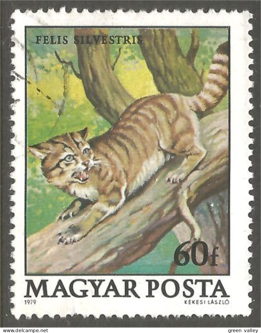 AS-33 Hungary Chat Sauvage Wild Cat Katze Gatto Gato Kat - Big Cats (cats Of Prey)