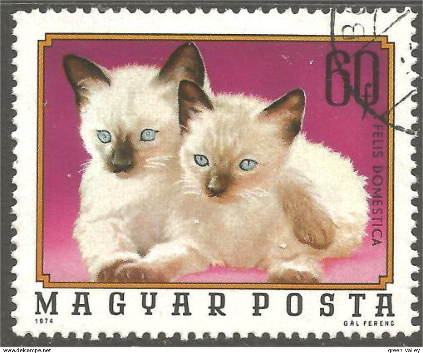 AS-31 Hungary Chat Cat Katze Gatto Gato Kat - Domestic Cats