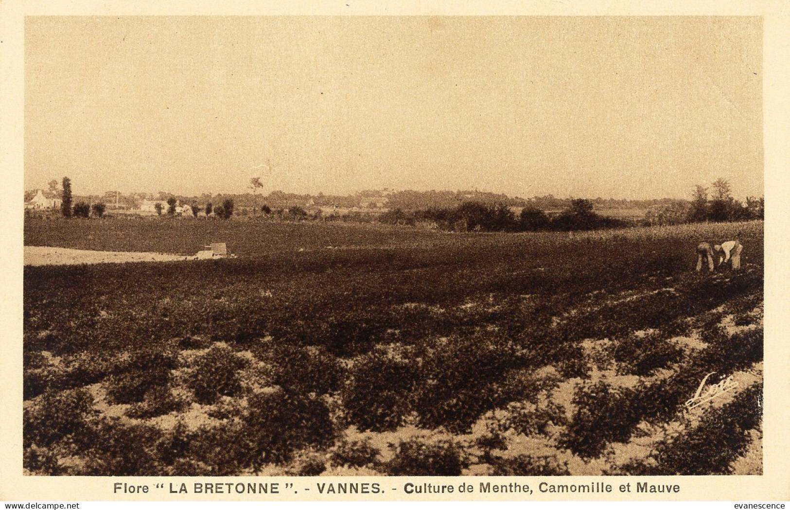 56 : Vannes : Flore La Bretonne :  Culture De La Menthe, Camomille Et Mauve    ///  Ref. Mai 24 ///  N° 29.719 - Vannes