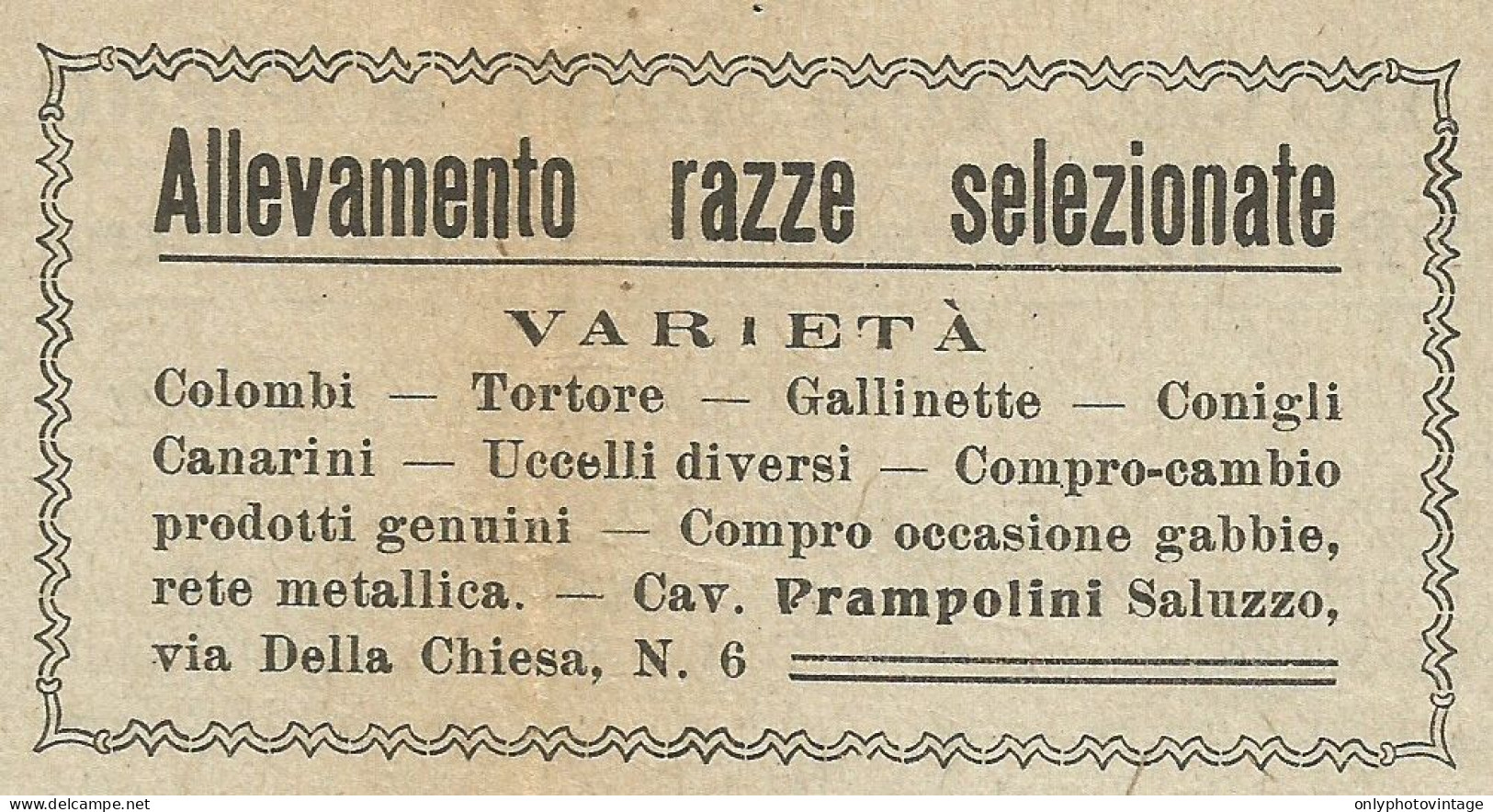 Allevamenti Cav. Prampolini - Saluzzo - Pubblicità 1904 - Advertising - Pubblicitari