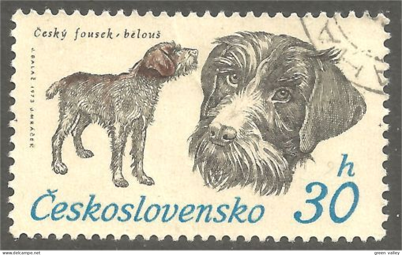 DG-3 Ceskoslovenko Terrier Chien Dog Hund Cane Hond Perro - Cani