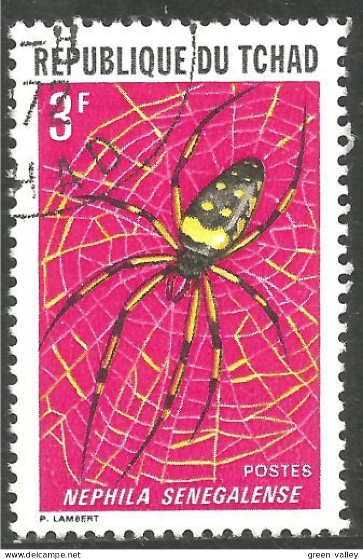 IN-49 Tchad Insecte Araignée Spider Ragno Araña Aranha Spin - Spinnen