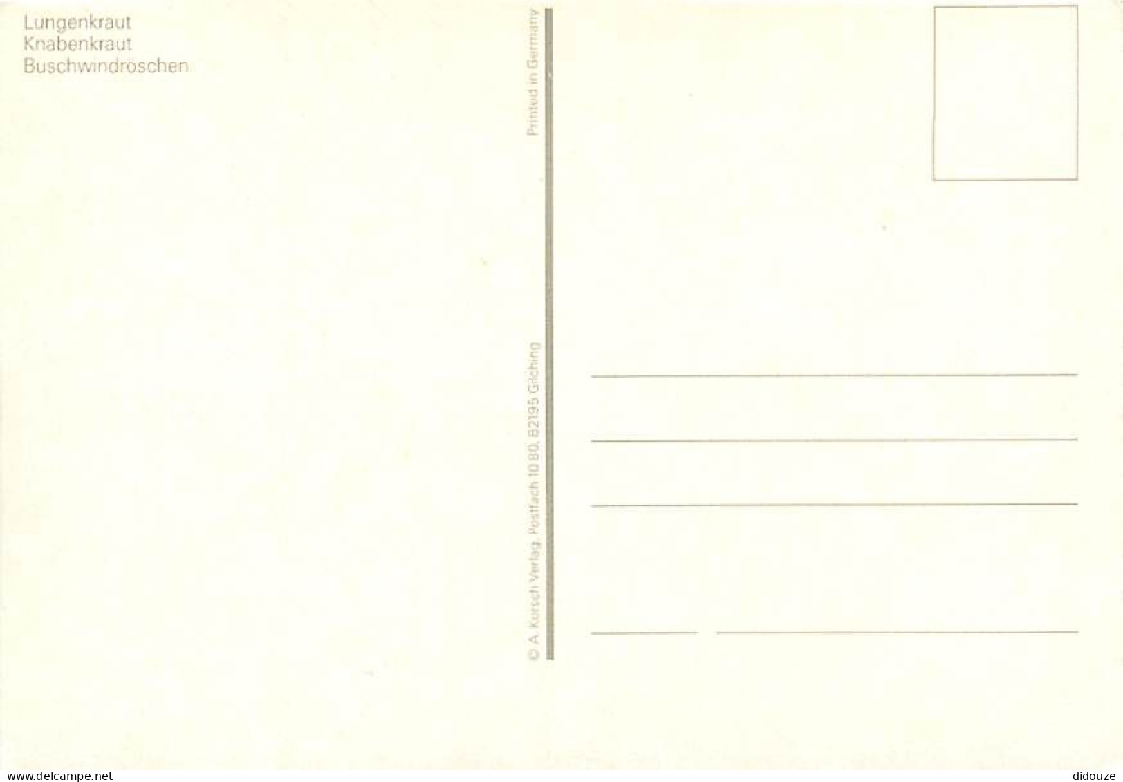 Fleurs - Lungenkraut - Knabenkraut - Buschwindroschen - Illustration - Carte Dentelée - CPSM Grand Format - Carte Neuve  - Fleurs