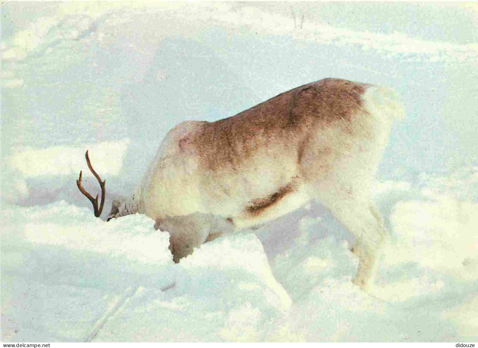 Animaux - Rennes - Finlande - Lappi - CPM - Carte Neuve - Voir Scans Recto-Verso - Otros & Sin Clasificación