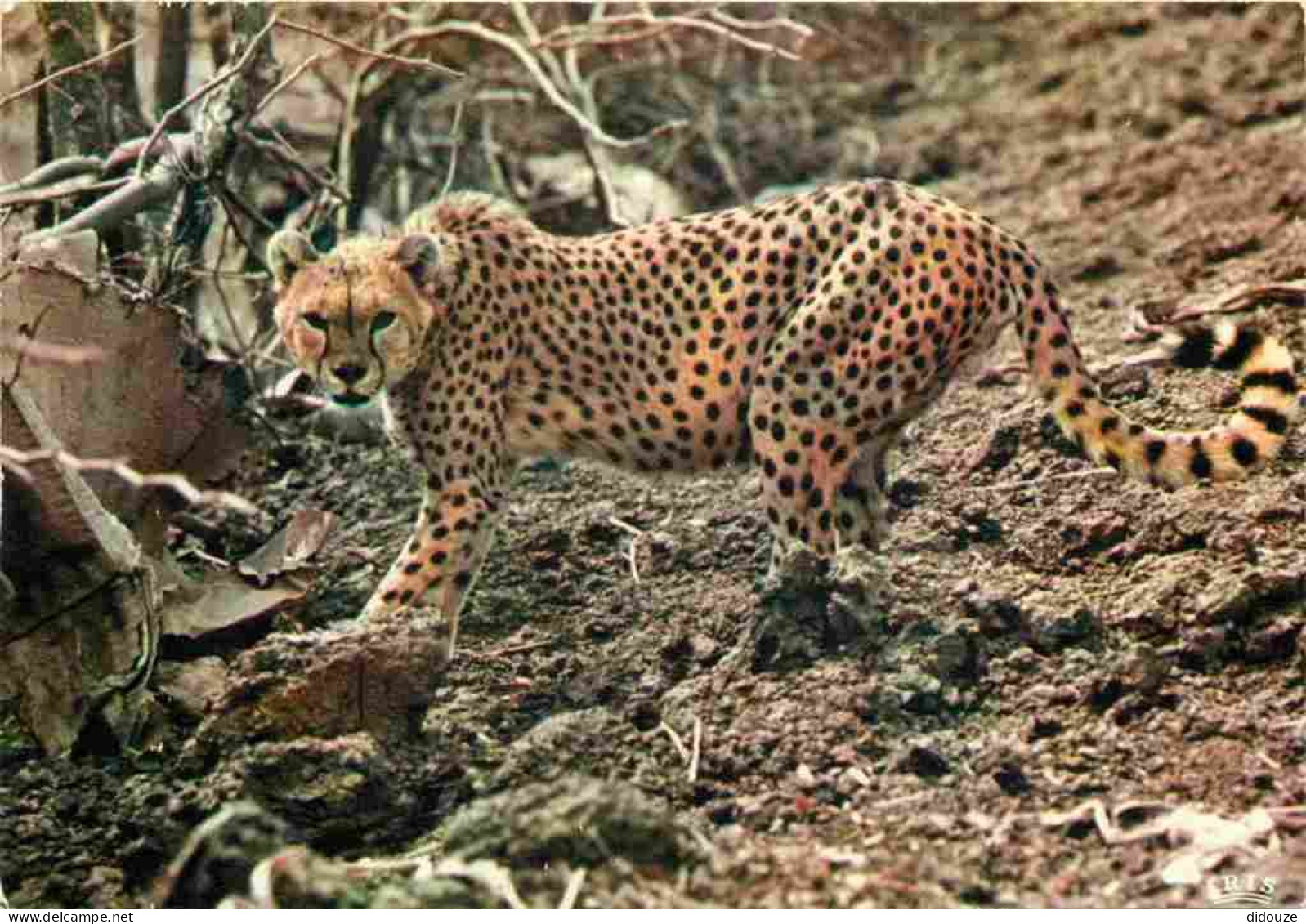 Animaux - Fauves - Guépard - Faune Africaine - Cheetah - CPM - Carte Neuve - Voir Scans Recto-Verso - Other & Unclassified