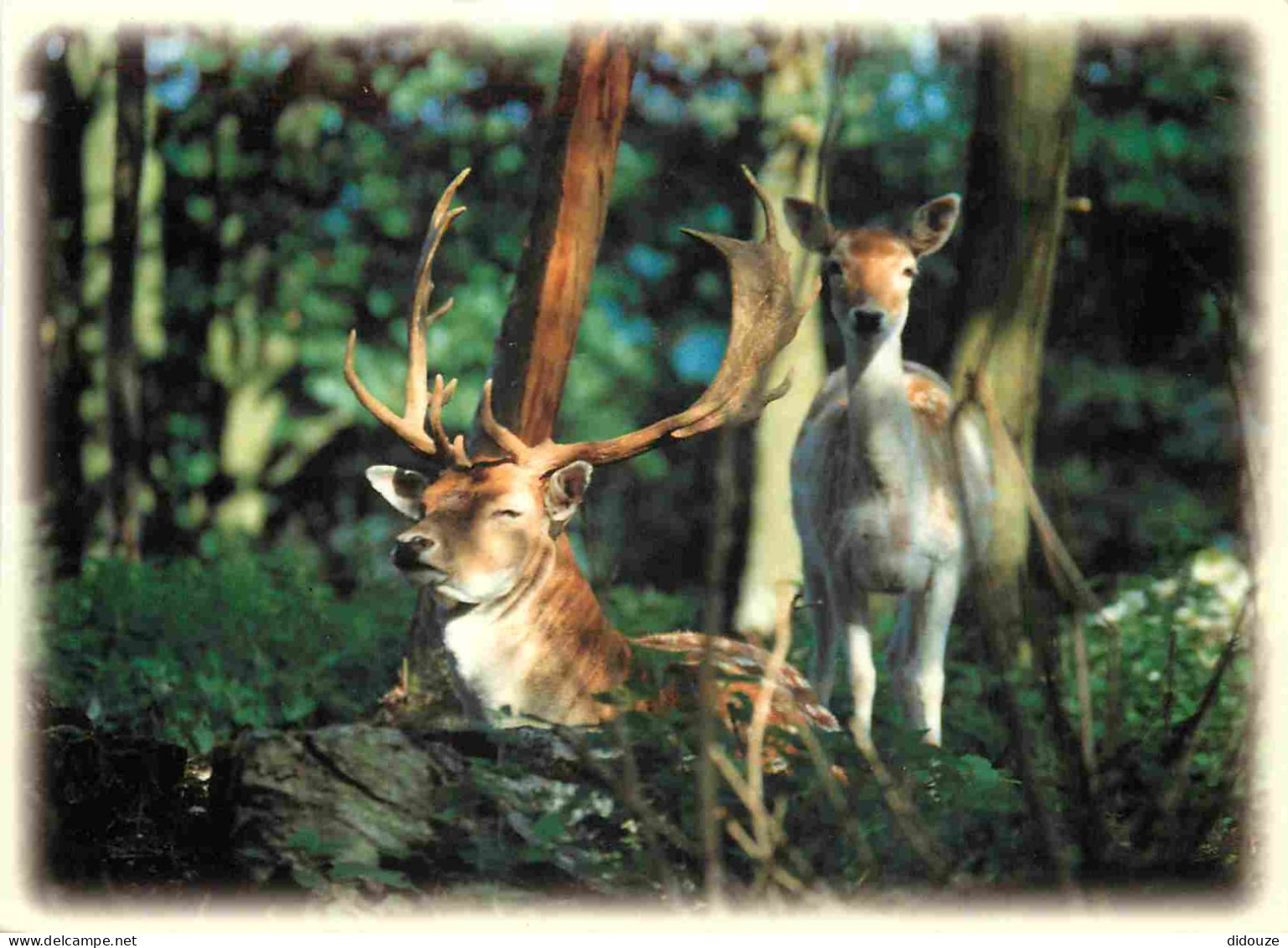 Animaux - Cervidés - Belgique - Belgium - Hautes Fagnes Ardennes - Daim Et Biche  - Damhert En Hinde - Damhirsch Und Hir - Sonstige & Ohne Zuordnung