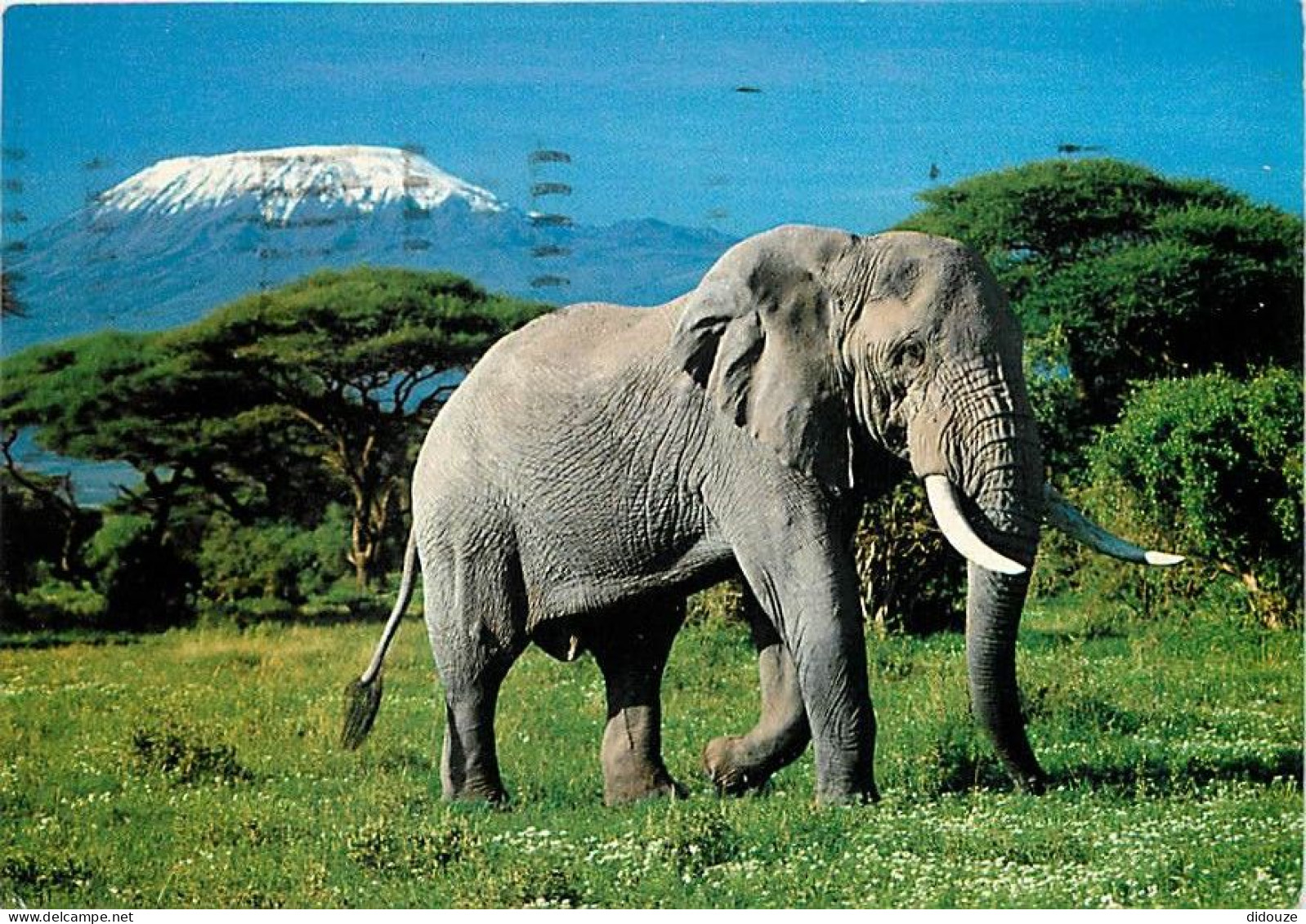 Animaux - Eléphants - Kenya - Eléphant With Mt Kilimanjaro - Afrique Noire - Voir Timbre - CPM - Voir Scans Recto-Verso - Éléphants