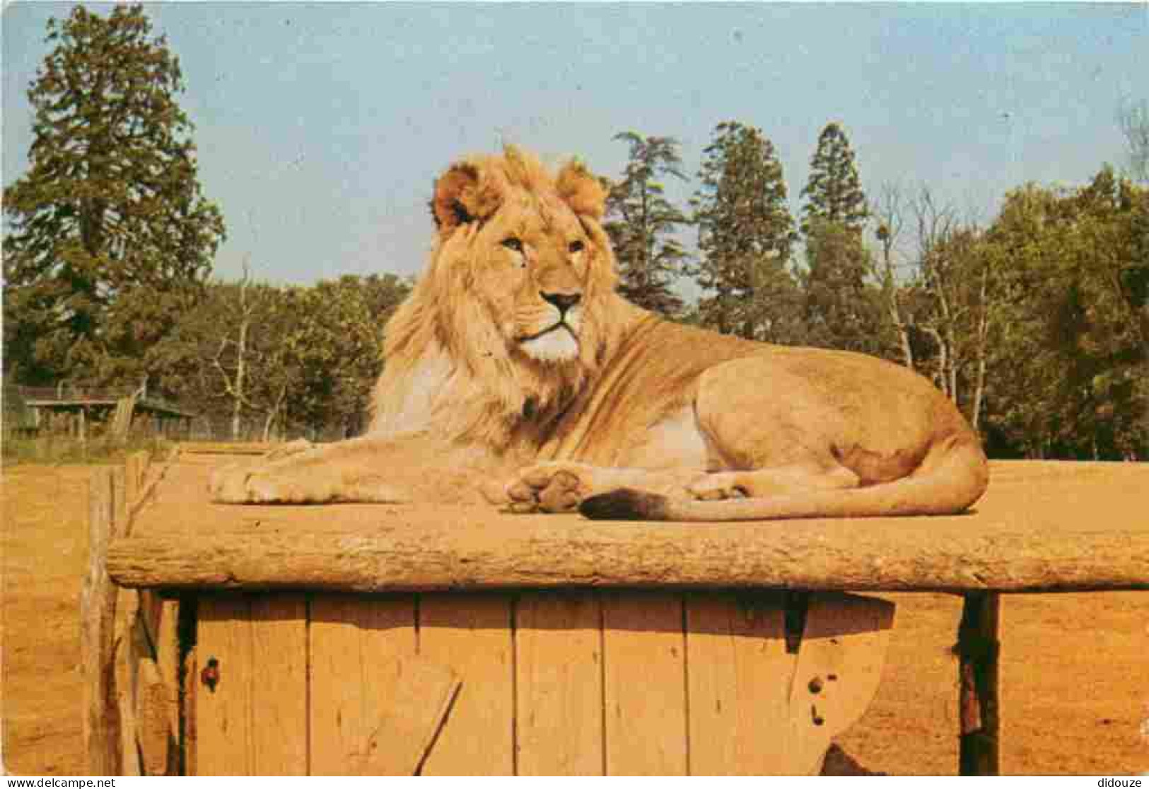 Animaux - Fauves - Lion - Safari Parc Du Haut Vivarais - Zoo - CPM - Voir Scans Recto-Verso - Lions