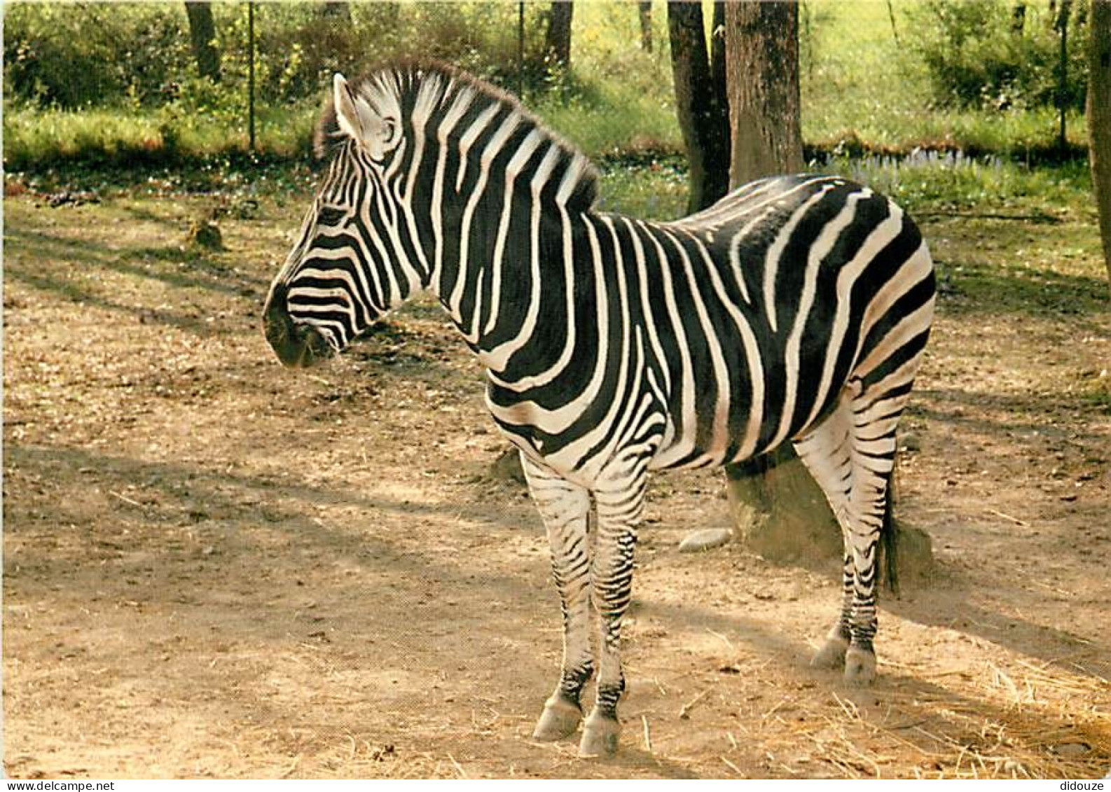 Animaux - Zèbres - Parc Zoologique De Plaisance Du Touch - Zoo - CPM - Carte Neuve - Voir Scans Recto-Verso - Zebras