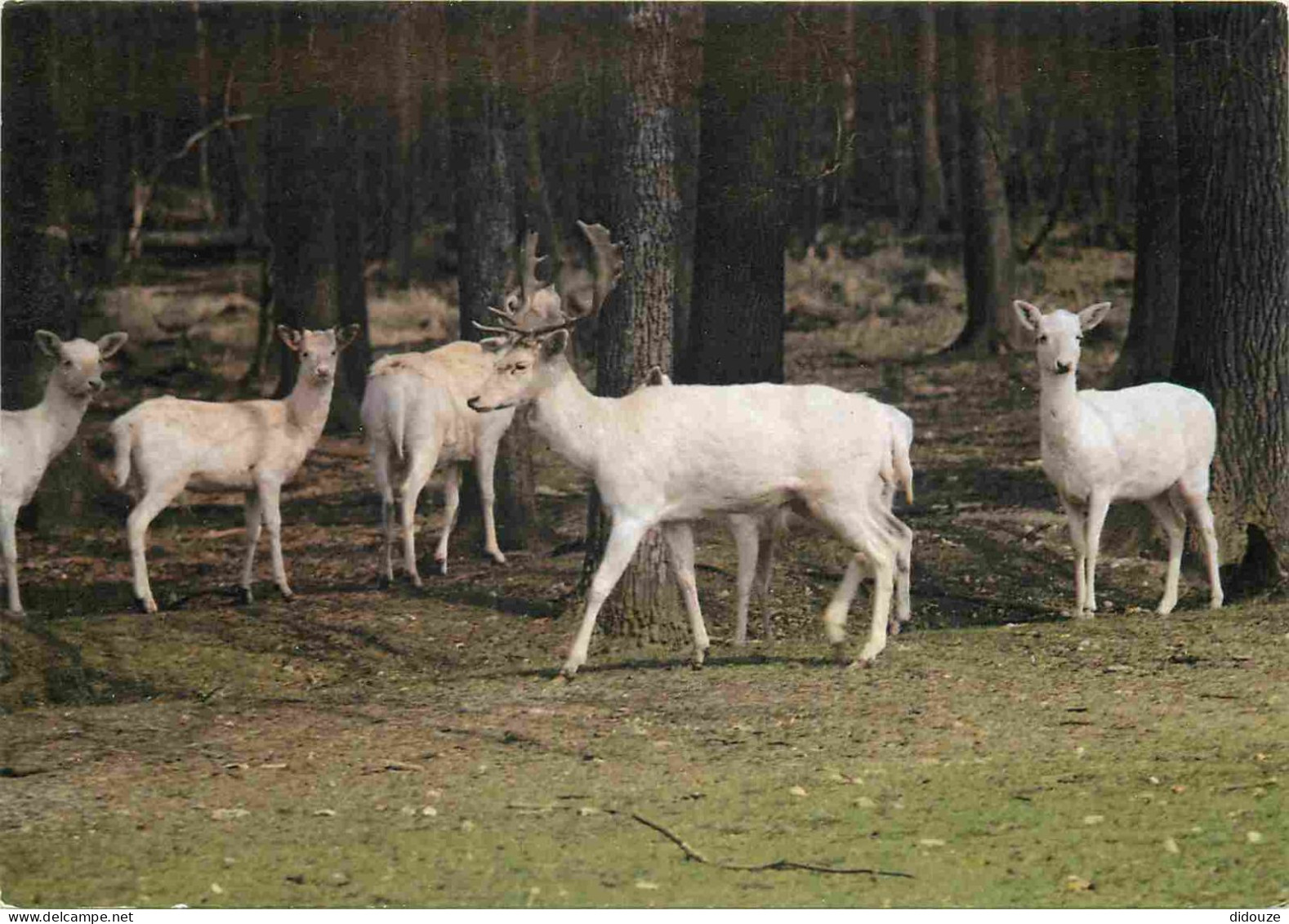 Animaux - Cervidés - Bila Danci Zver - Cerf Blanc Et Biches Blanches - Albinos - CPM - Carte Neuve - Voir Scans Recto-Ve - Other & Unclassified