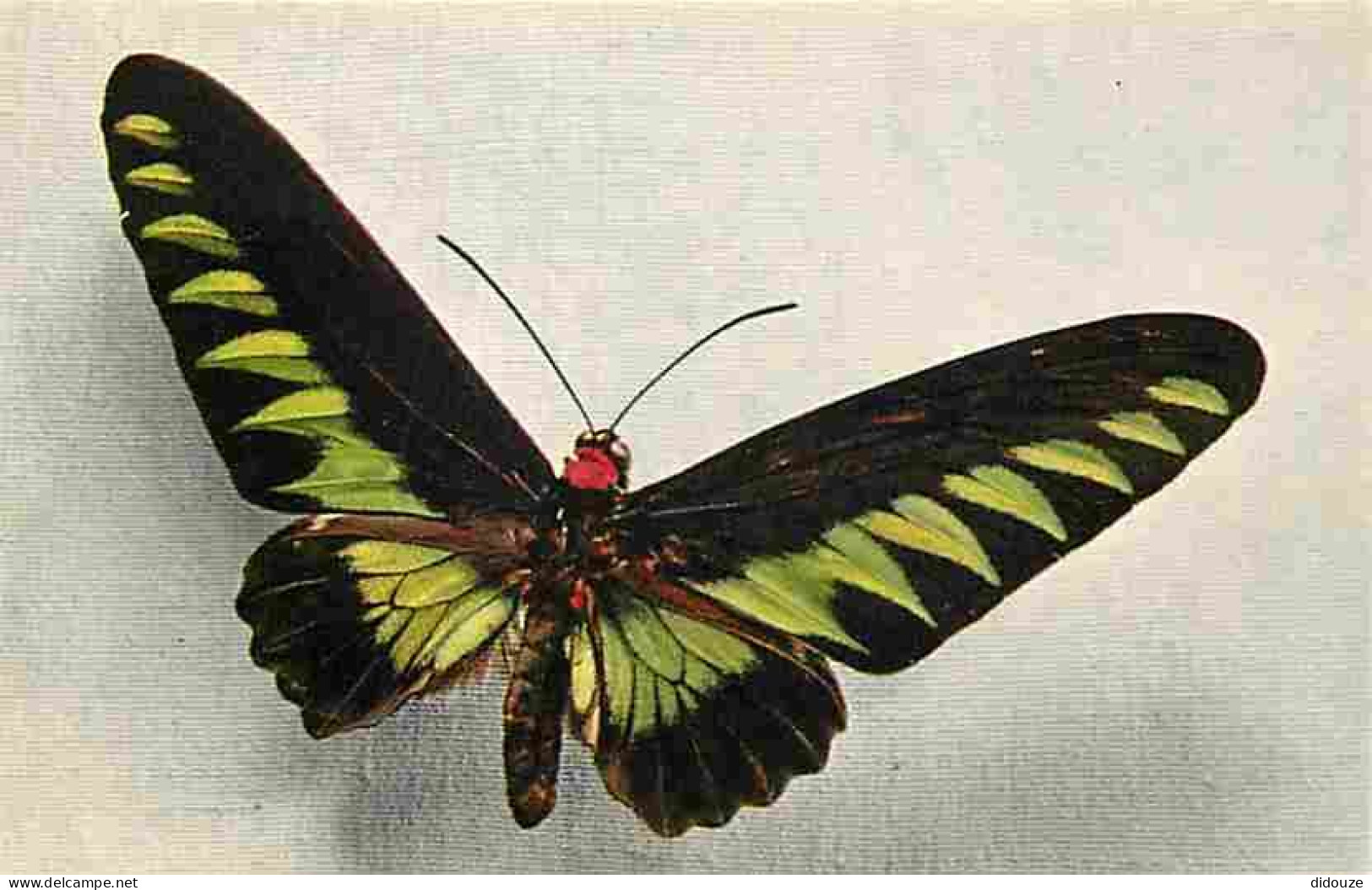 Animaux - Papillons - Ornithoptera Brookeana - Carte édité Par Le Comité National De L'enfance - Numéro 3 - Carte Neuve  - Vlinders