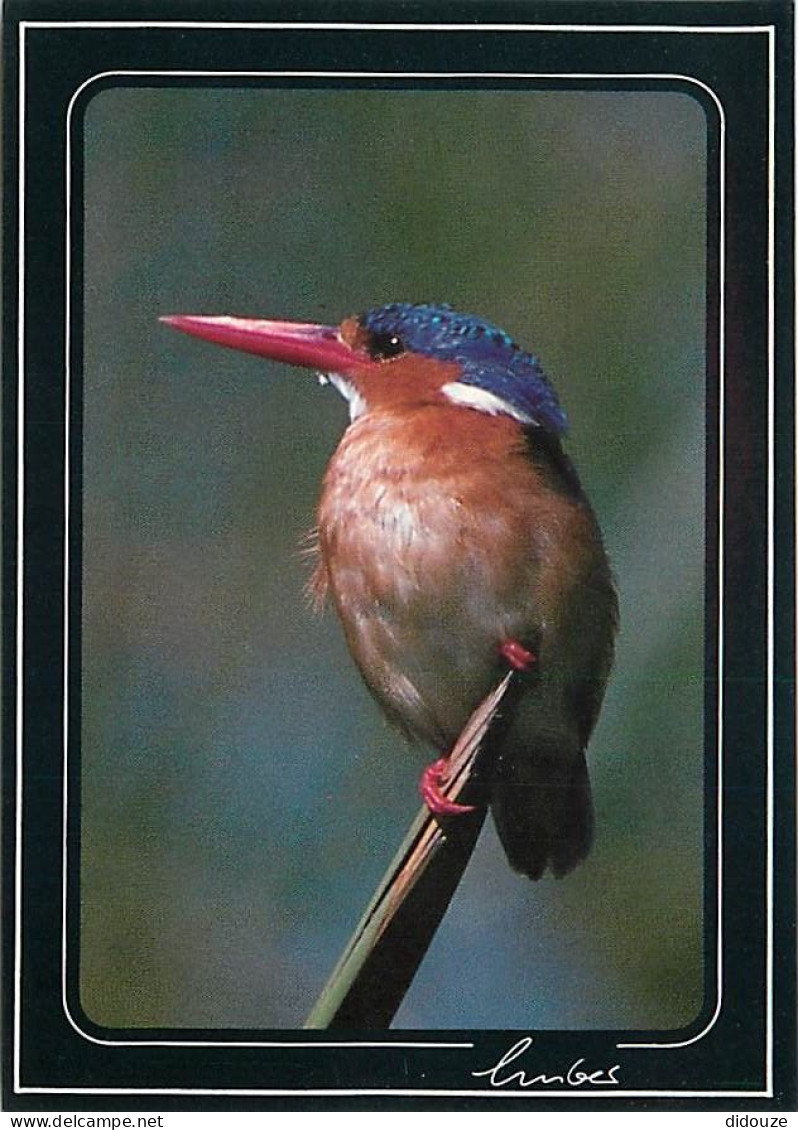Animaux - Oiseaux - Martin Pecheur - Carte Neuve - CPM - Voir Scans Recto-Verso - Birds