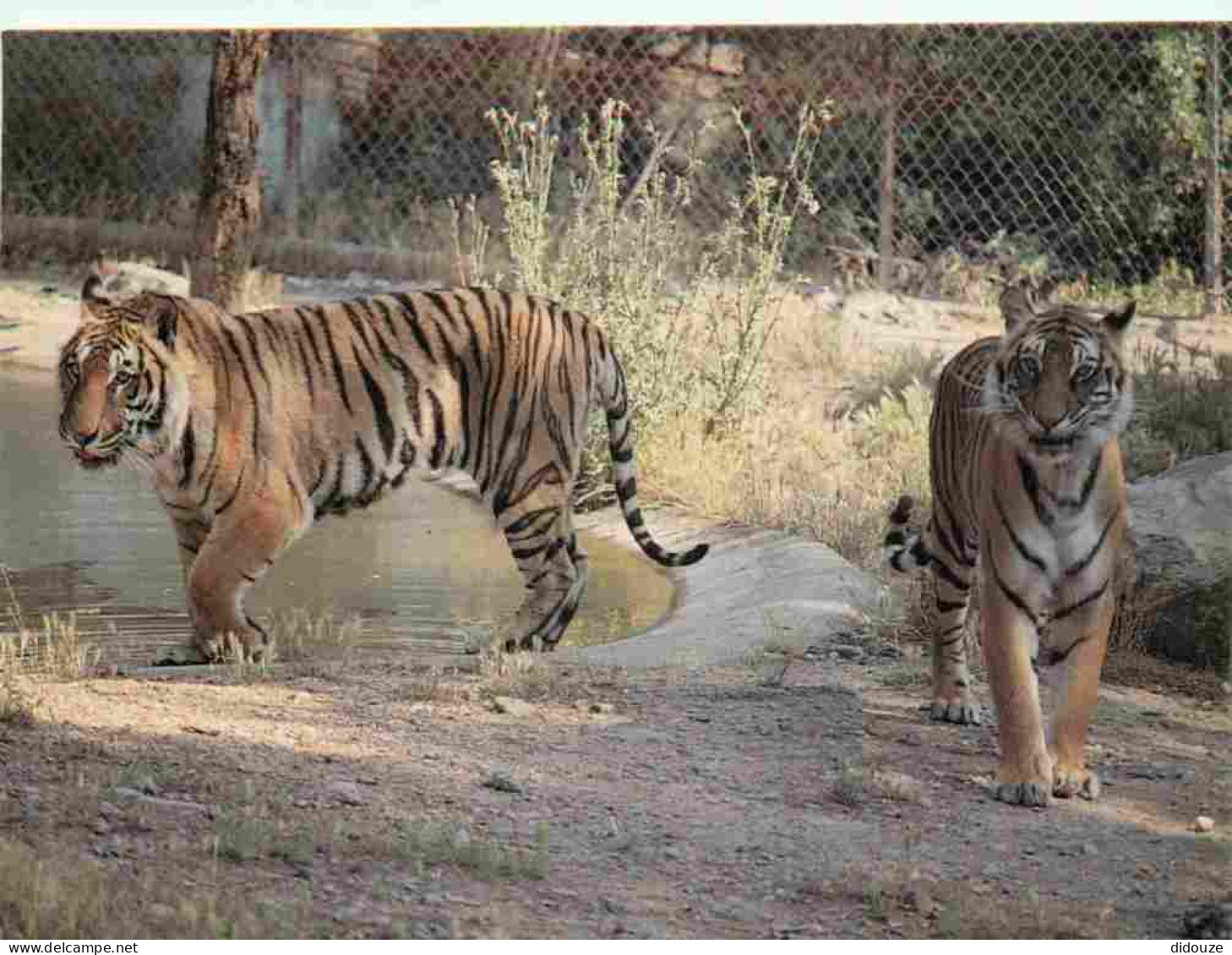 Animaux - Fauves - Tigre - Parc Zoologique Safari De Fréjus - Zoo - CPM - Voir Scans Recto-Verso - Tigres