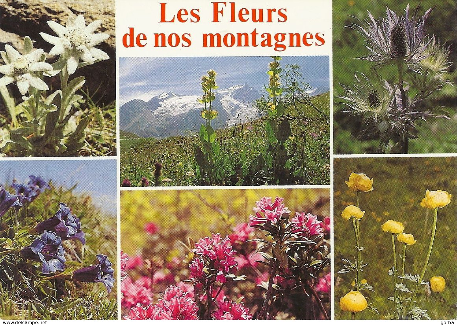 *CPM - Les Fleurs De Nos Montagnes - Edelweiss, Chardon Bleu, Gentiane Acaule, Rhododendron, Trolles - Autres & Non Classés