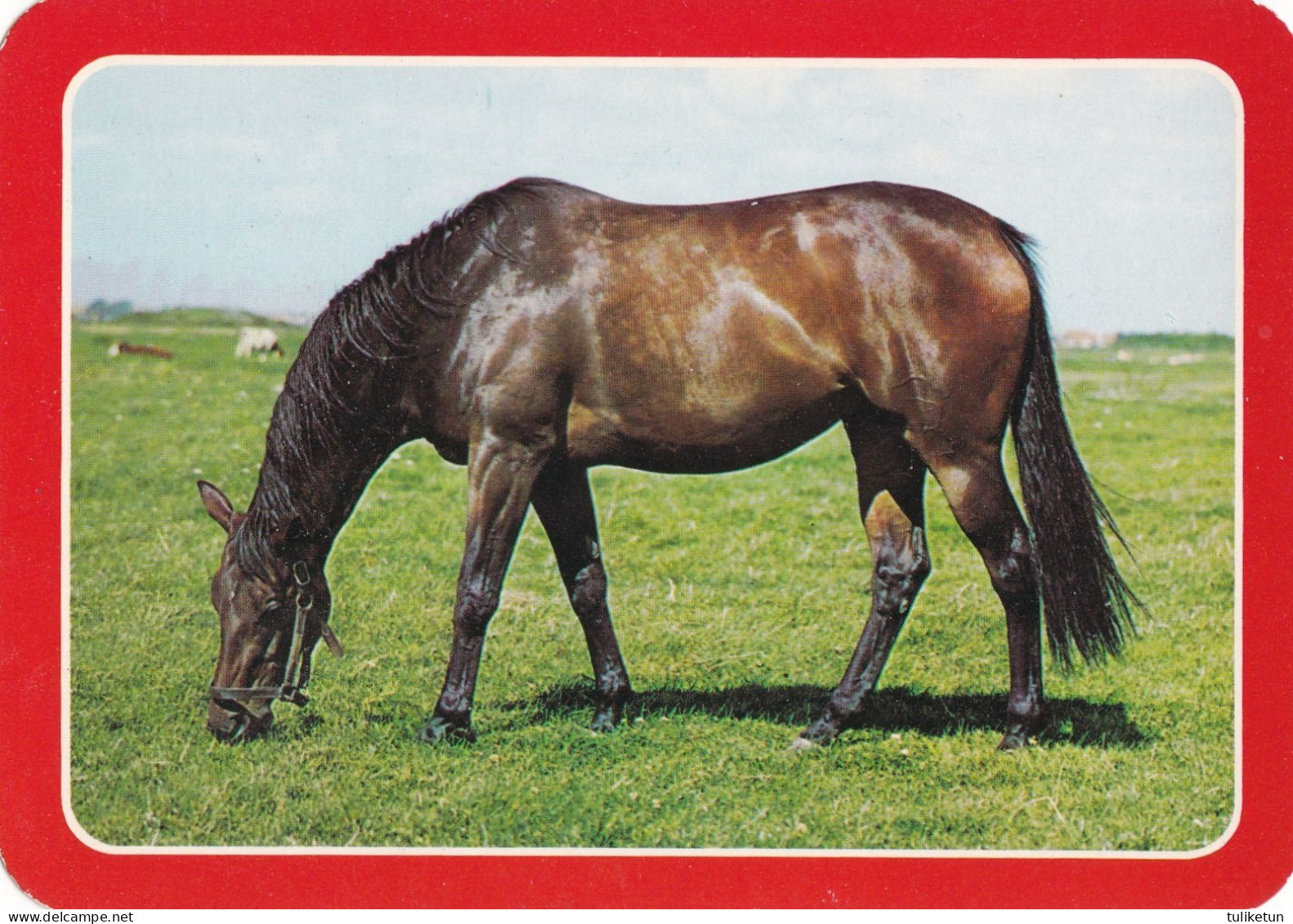 Horse - Cheval - Paard - Pferd - Cavallo - Cavalo - Caballo - Häst - Paperitaide - Paarden