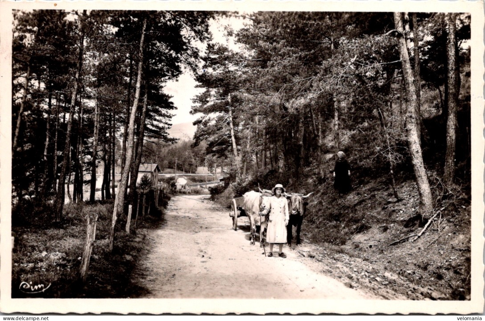 20704 Cpsm 63 Chabreloche - Joli Sous Bois - Autres & Non Classés