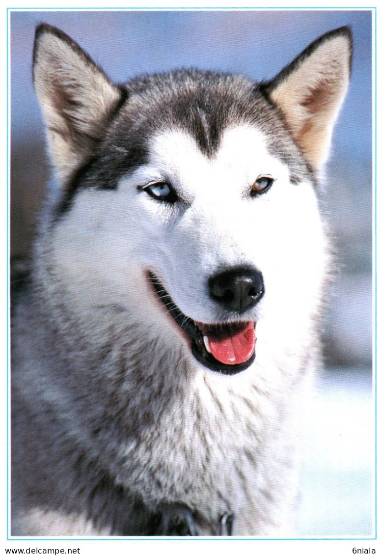 CHIEN  De TRAINEAU  ( HUSKY )  ( 21604) - Honden