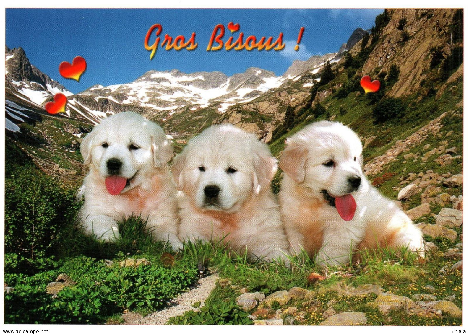 CHIEN  Chiots Des Pyrénées  Gros Bisous    ( 21606) - Chiens