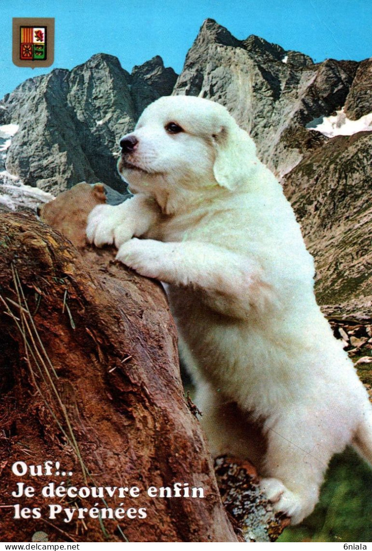 CHIEN  Chiots Des Pyrénées  " Ouf,  Je Découvre Enfin  Les Pyrénées  "     ( 21605) - Honden