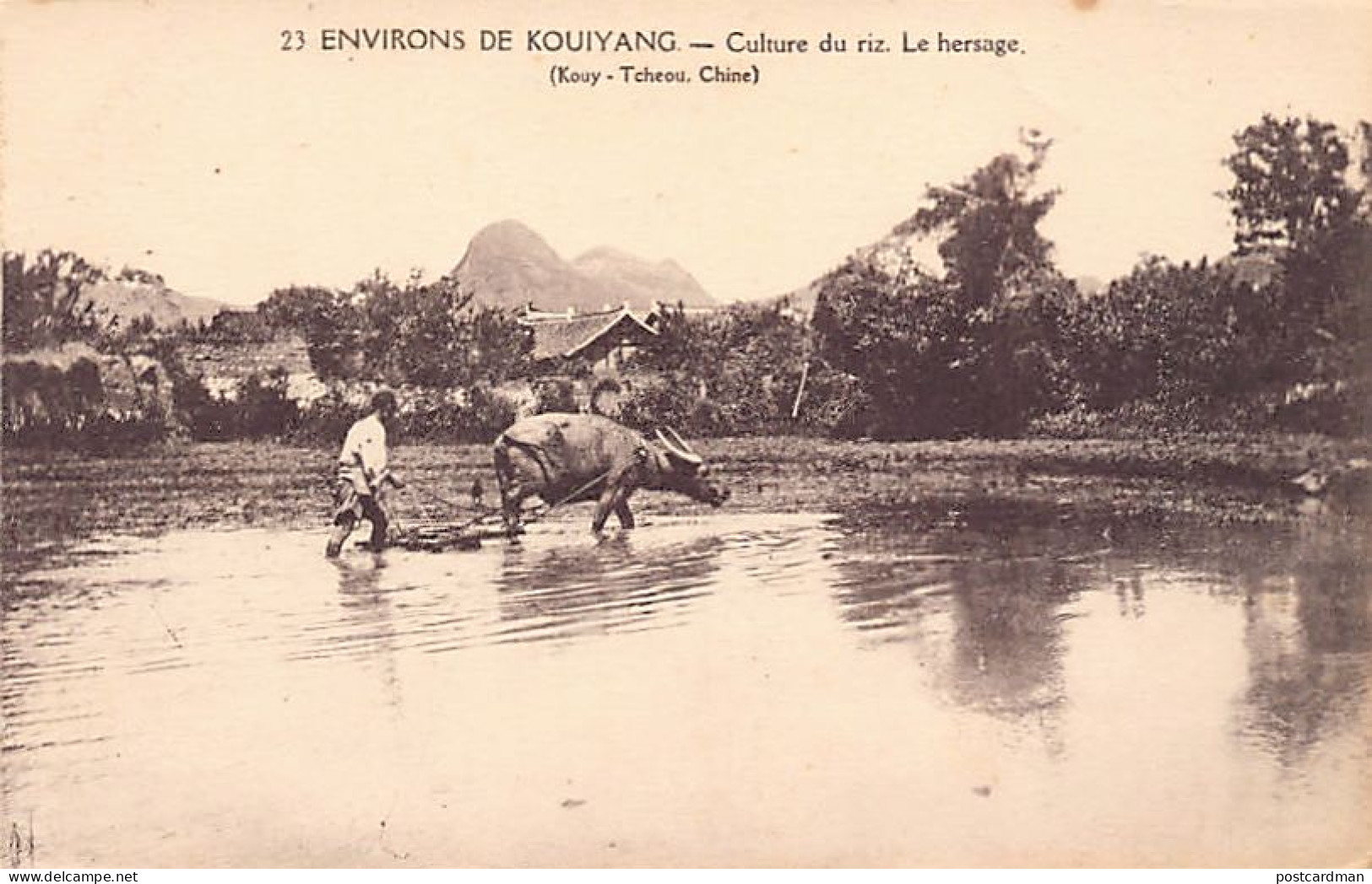 China - Surroundings Of GUIYANG (Kouiyan) - Rice Cultivation - Harrowing - Publ. Missions étrangères De Paris, France 23 - China