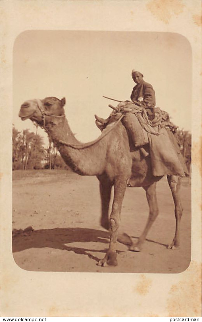 Egypt - Fellah Riding A Camel - REAL PHOTO - Publ. Unknown  - Other & Unclassified