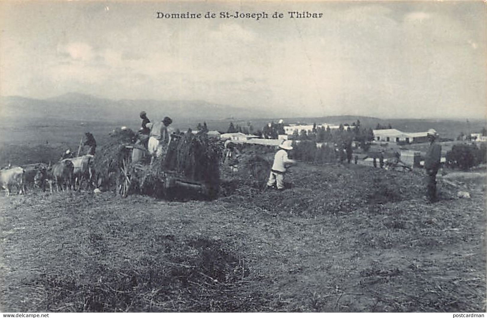Domaine Saint Joseph De Thibar - La Moisson 1 - Tunisie