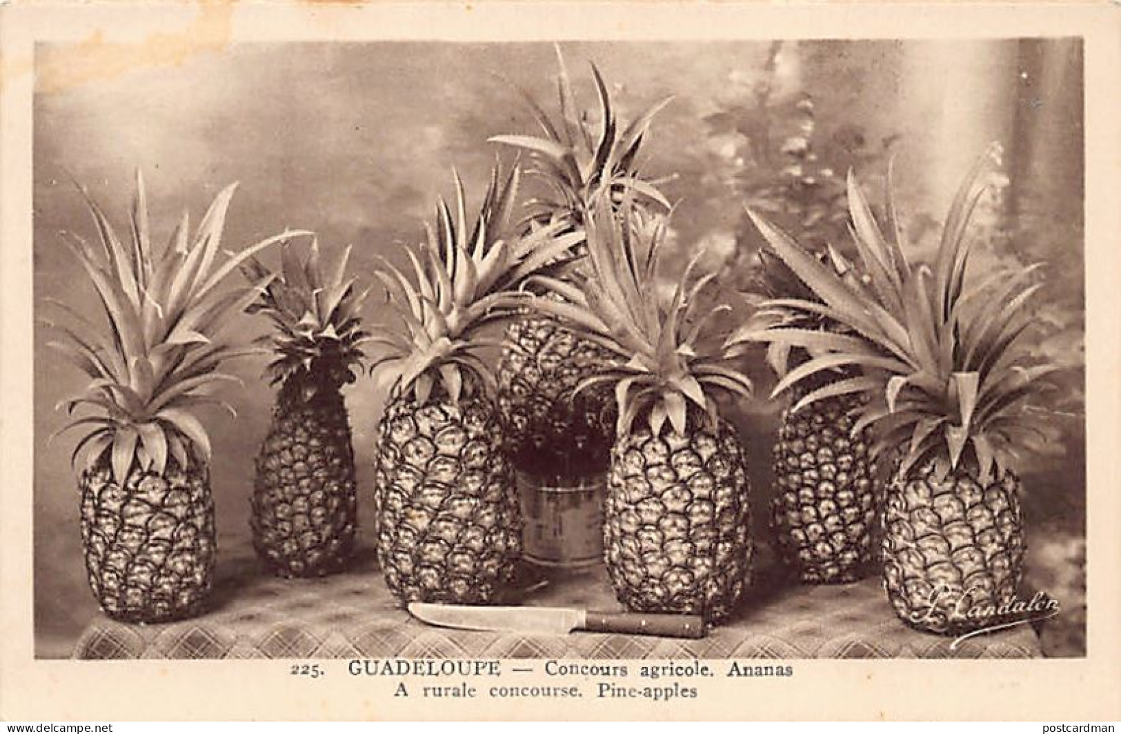 Guadeloupe - Concours Agricole - Ananas - Ed. P. Candalen 225 - Andere & Zonder Classificatie