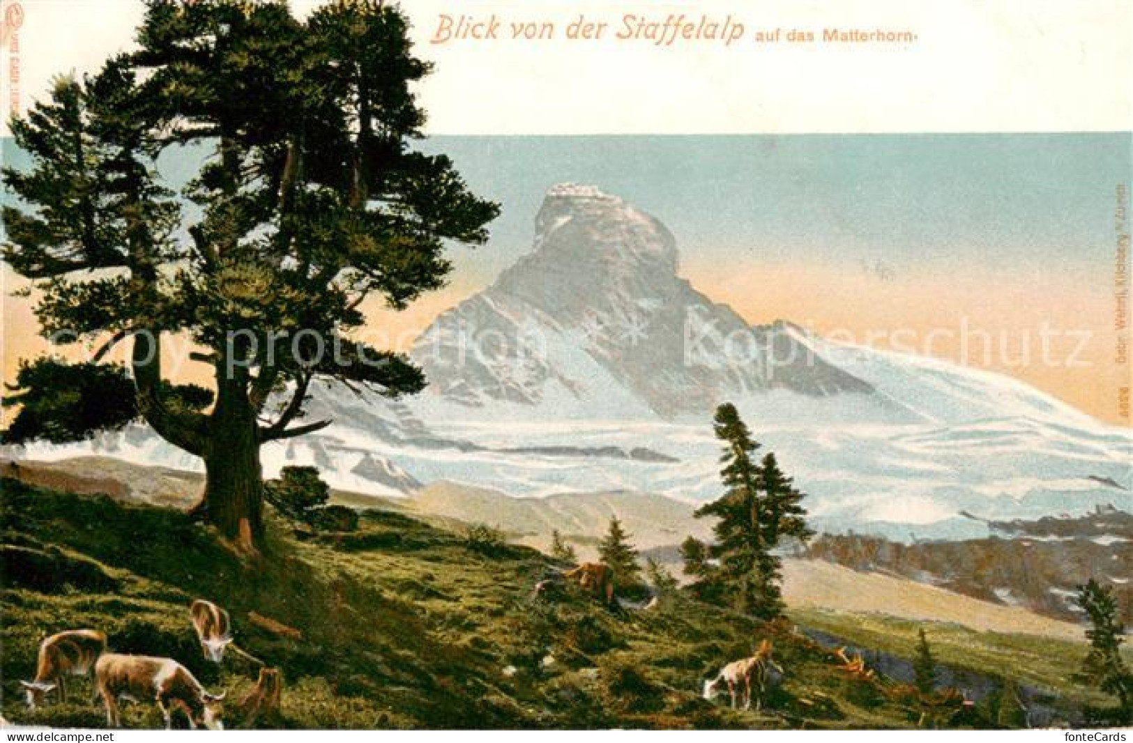 13823597 Matterhorn Mont Cervin 4478m VS Blick Von Der Staffelalp  - Autres & Non Classés