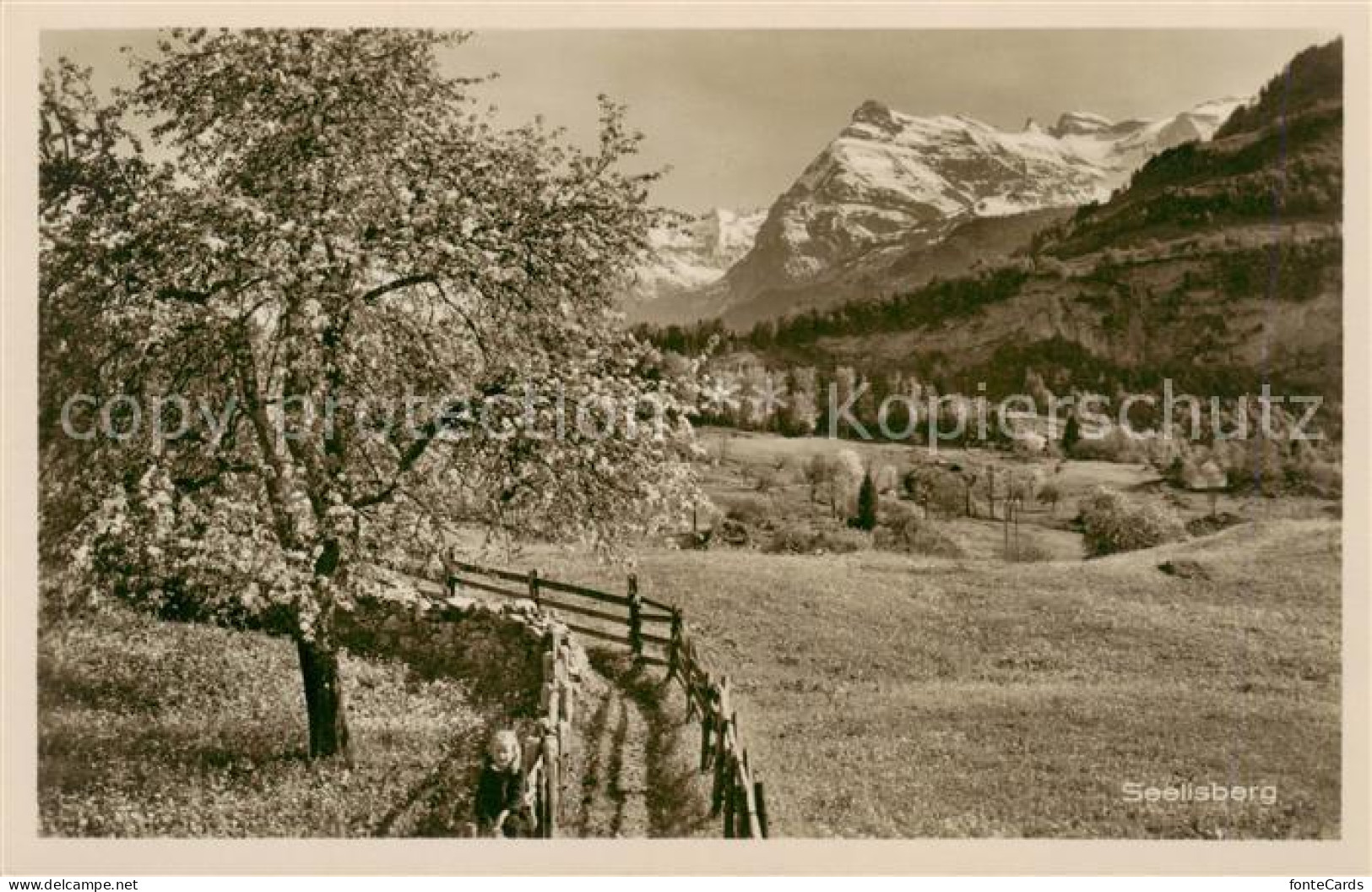 13823209 Seelisberg UR Landschaftspanorama Baumbluete Alpen Seelisberg UR - Autres & Non Classés