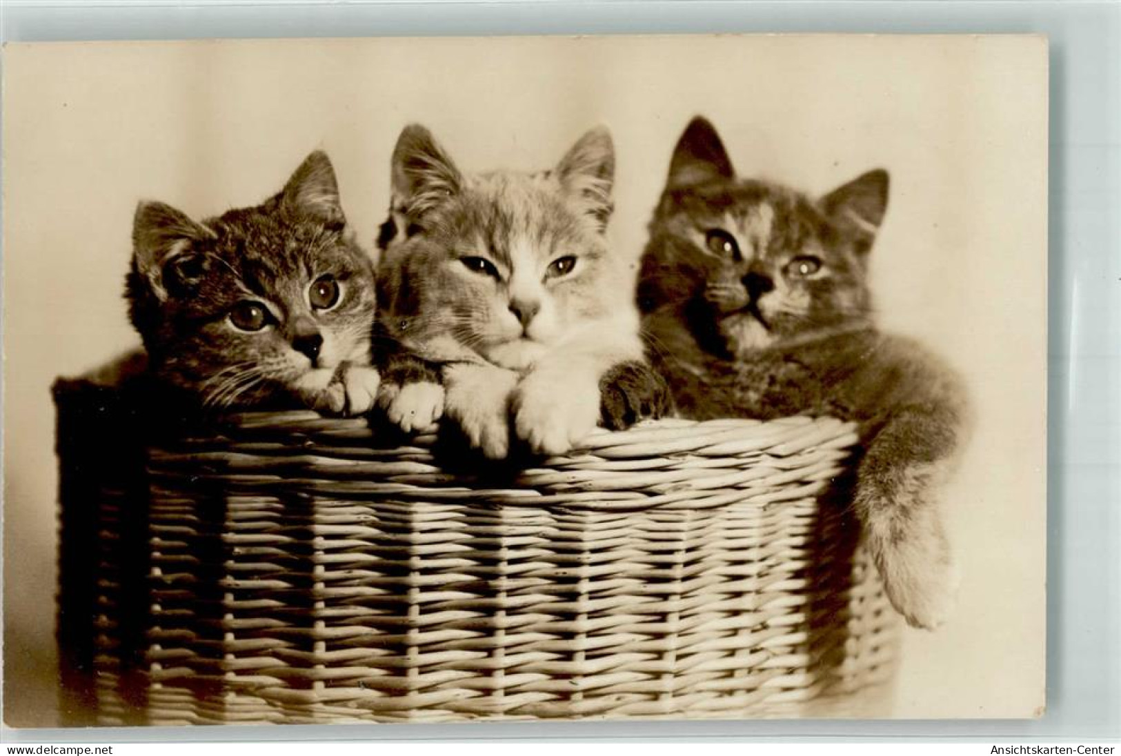 39795308 - Foto Hausamann Kitten Korb - Cats