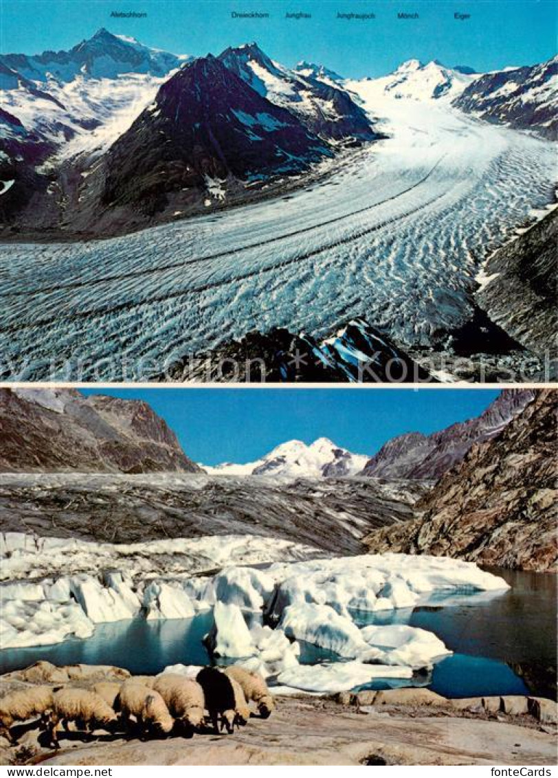 13789147 Eggishorn VS Gr Aletschgletscher Maerjelensee Jungfrauhoch Moench Trugb - Other & Unclassified