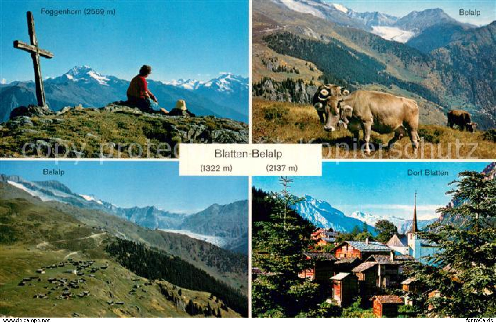 13773319 Blatten  VS Foggenhorn Belalp Kuehe Dorf Blatten  - Other & Unclassified