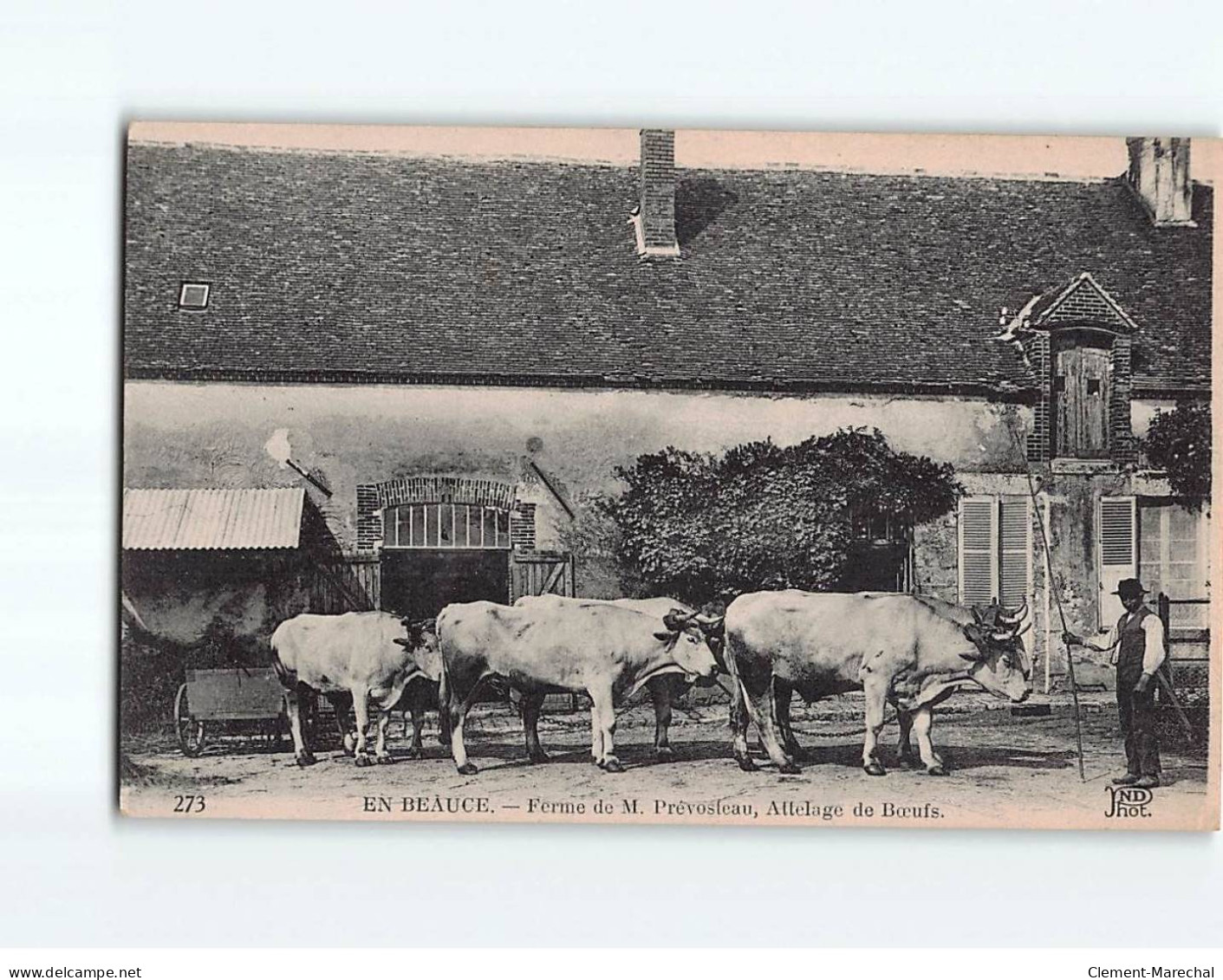 En Beauce, Ferme De P. Prévosteau, Attelage De Boeufs - Très Bon état - Autres & Non Classés