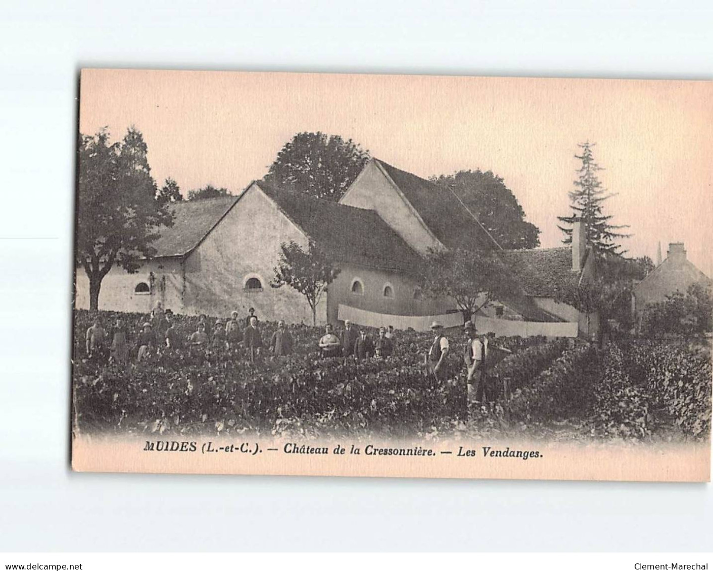 MUIDES : Château De La Cressonnières, Les Vendanges - Très Bon état - Andere & Zonder Classificatie