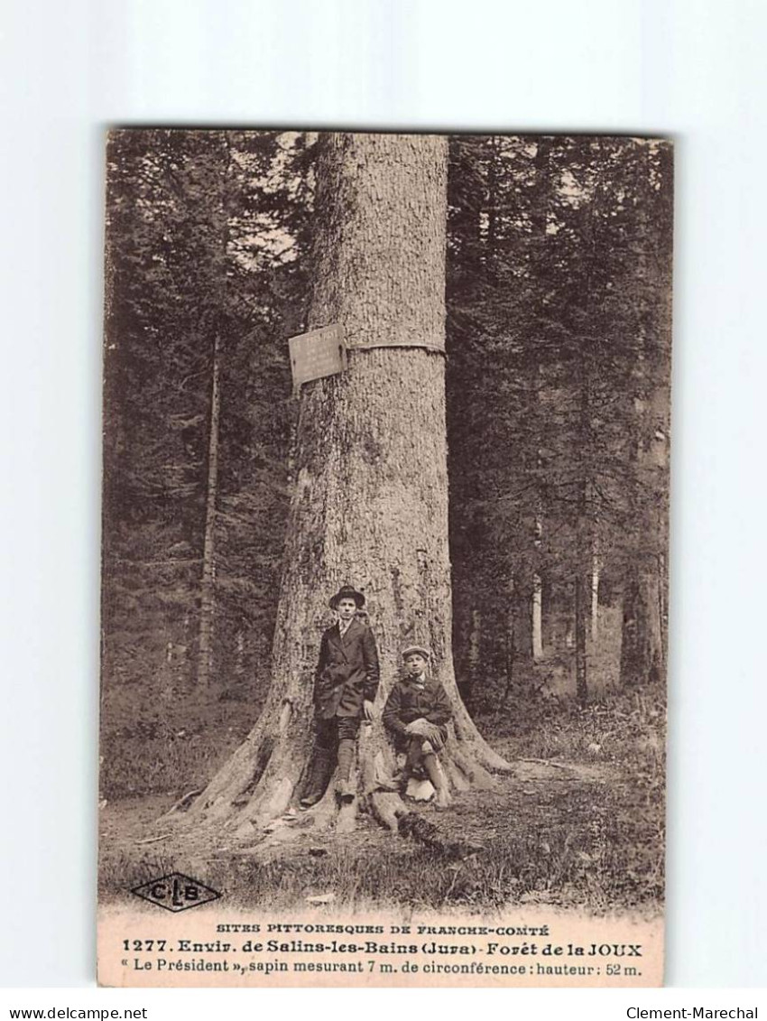 Forêt De La JOUX, ""Le Président"", Sapin Mesurant 7m De Circonférence - état - Sonstige & Ohne Zuordnung