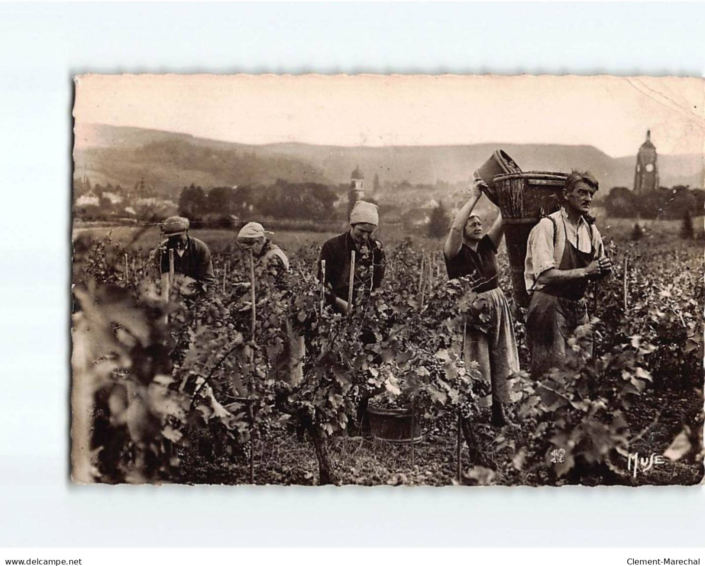 ARBOIS : Vendanges à La Plâtière - état - Arbois